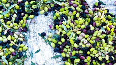  مهرجان حصاد الزيتون.. فكرة تتجاوز الاحتفال