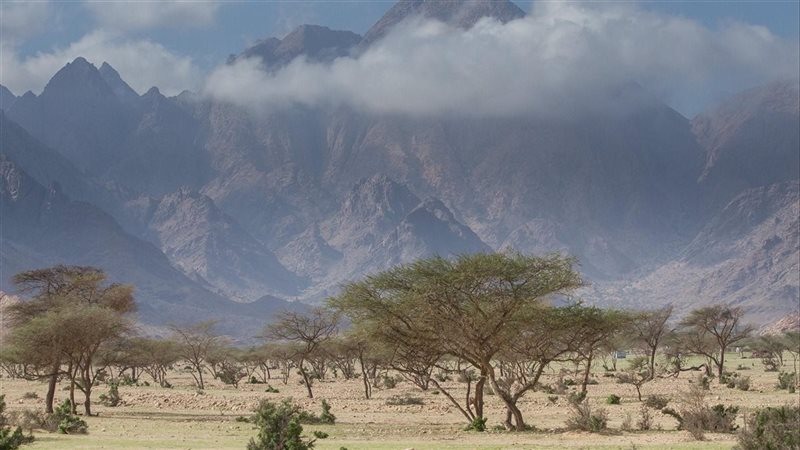جبل علبة