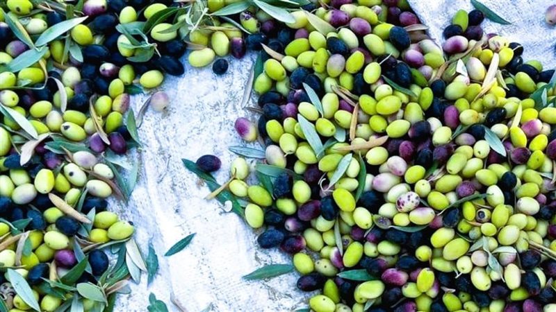 زيتون مطروح