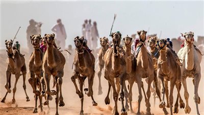 الهجن ونادي اجتماعي وشاطئ عام.. مطالب شبابية ورياضية على مائدة لقاء الشلاتين