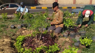 اتحضر للأخضر.. تشجير وزراعة النباتات المزهرة بالدقي